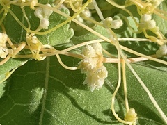 Cuscuta indecora