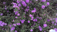 Lantana montevidensis