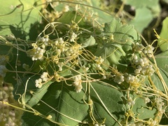 Cuscuta indecora