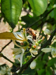 Apis mellifera