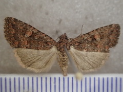 Condica