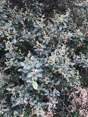 Pomaderris paniculosa