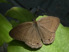 Cissia pompilia