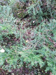 Abies sibirica