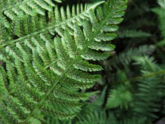 Athyrium asplenioides