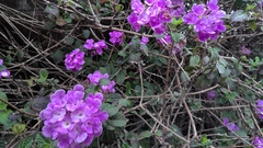 Lantana montevidensis