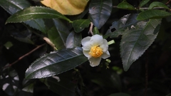 Camellia sinensis