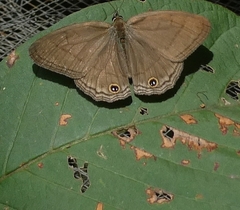 Cissia pompilia