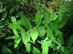 Polygonatum odoratum