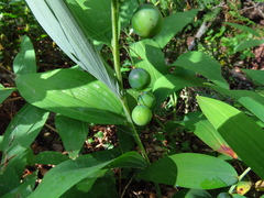 Polygonatum odoratum
