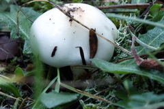Hygrophorus cossus