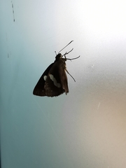 Notocrypta paralysos