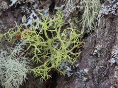 Letharia vulpina