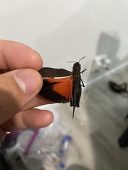 Arphia pseudonietana