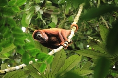 Alouatta seniculus