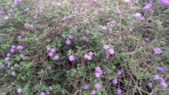 Lantana montevidensis