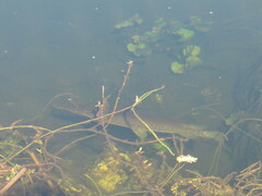 Lepisosteus platyrhincus
