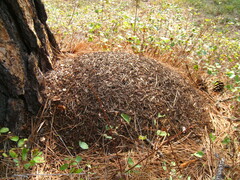 Formica obscuripes