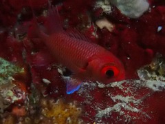 Myripristis hexagona