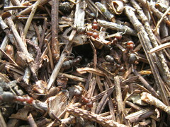 Formica obscuripes