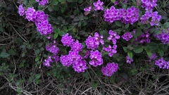 Lantana montevidensis