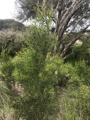 Acacia provincialis