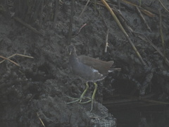 Gallinula galeata