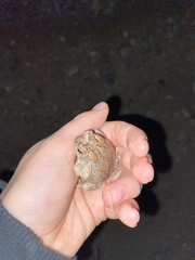 Anaxyrus microscaphus