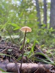 Rhizomarasmius