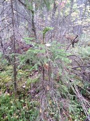Picea obovata