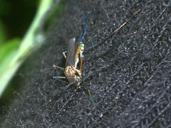 Armigeres subalbatus