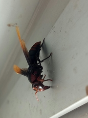 Rhynchium haemorrhoidale