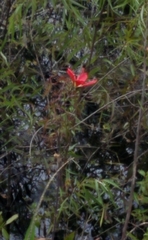 Hibiscus coccineus