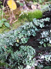 Cladonia digitata