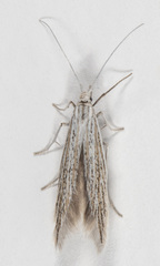 Coleophora quadruplex