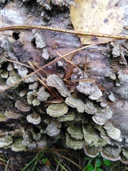 Trichaptum fuscoviolaceum