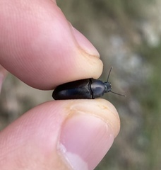 Bothrotes canaliculatus
