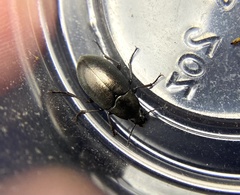 Bothrotes canaliculatus