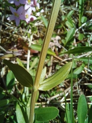Centaurium erythraea