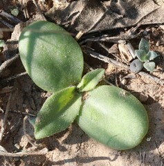 Plectocephalus americanus