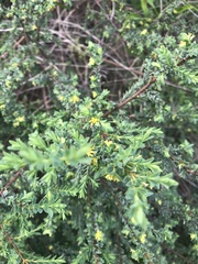Pimelea serpyllifolia