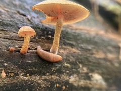 Pholiota granulosa