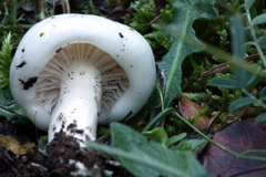 Hygrophorus cossus
