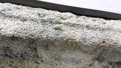 Flatidae