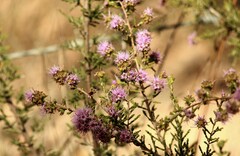 Homalocalyx polyandrus