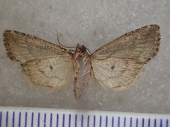 Condica