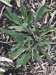 Cynoglossum australe