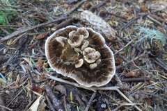 Phaeolus schweinitzii