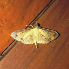 Eulepte