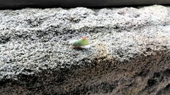 Flatidae